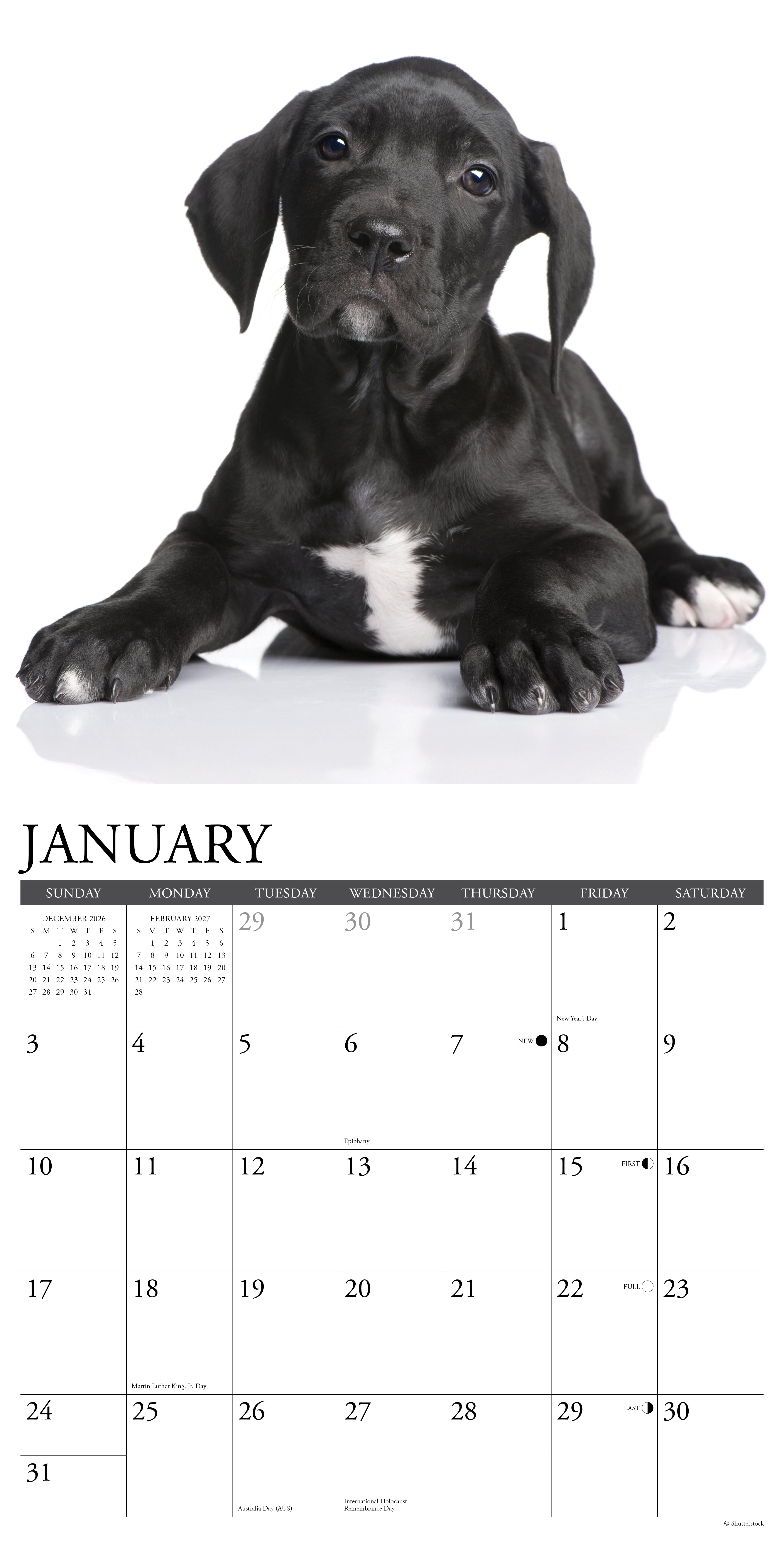 Willow Creek Press, Great Dane Puppies 2027 Wall Calendar