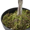 thumbnail image 6 of A&B Home 42" Artificial Olive Tree with Cement Pot, 6 of 6