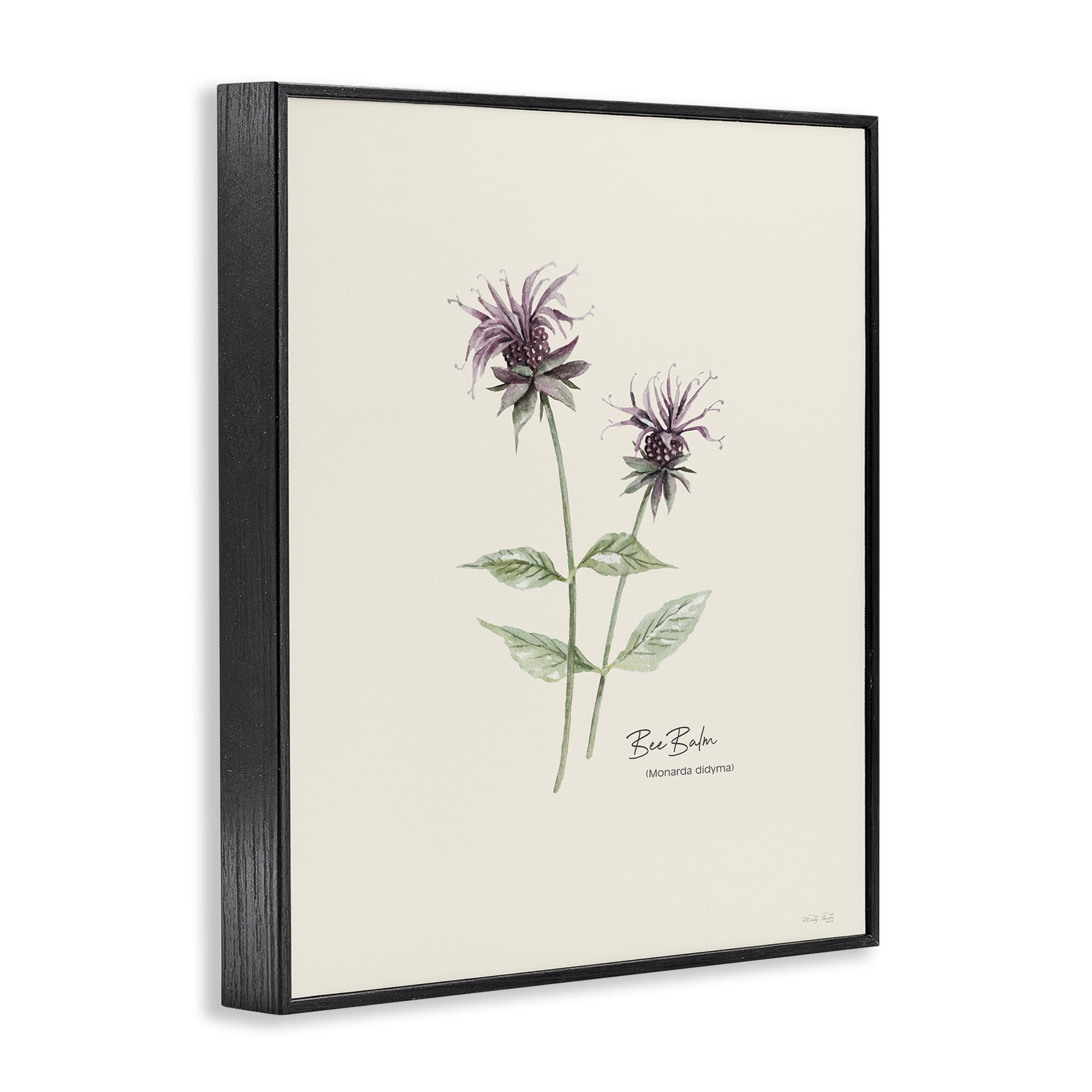 Stupell Industries Bee Balm Herb Botanical & Floral Painting Black Framed Art Print Wall Art, 11 x 14