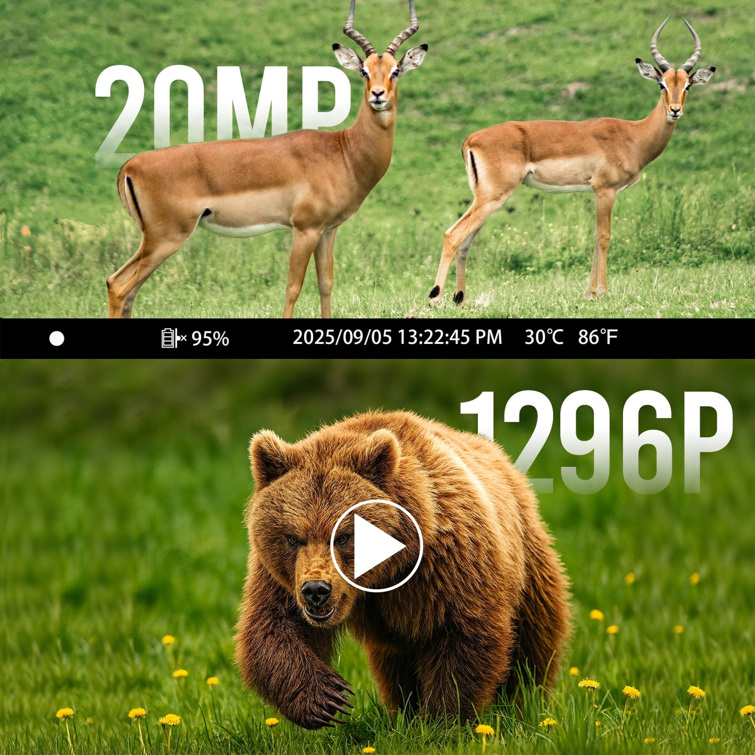 CAMPARK Trail Camera WiFi Buletooth 20MP 1296P Game Hunting Camera Infrared Night Vision Waterproof IP66 Motion Activated 2.4" Color TFT LCD Trail Cam for Wildlife Monitor
