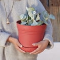 thumbnail image 5 of Bloem Saturn 10" Burnt Red Round Resin Planter Pot with Snap-in Saucer for Indoor and Outdoor Gardening, 5 of 6