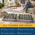 thumbnail image 4 of Costa Farms 3" Tall Assorted Succulents, Bright Direct Sunlight, Indoor Live House Plants, 48-Pk, 4 of 11