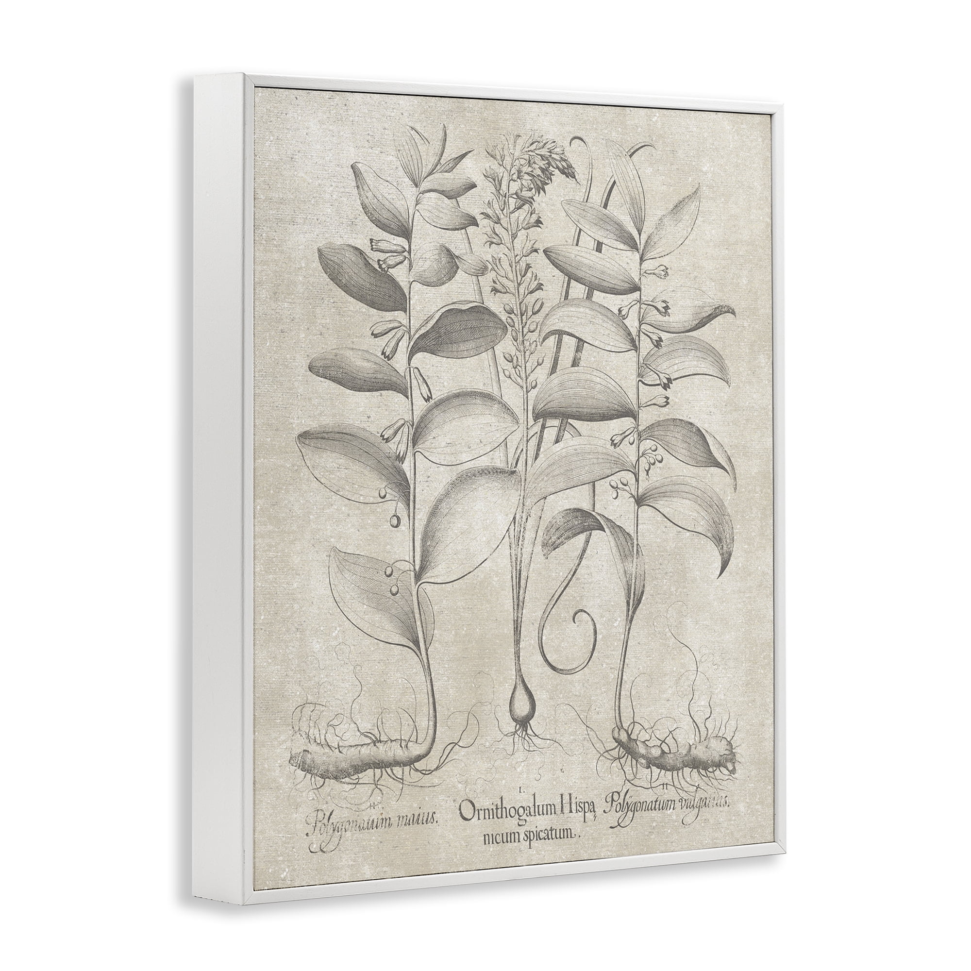 Stupell Industries Vintage Botanical Herb Botanical & Floral Painting White Framed Art Print Wall Art, 11 x 14