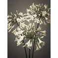 thumbnail image 2 of Frank, Assaf 12x14 White Modern Wood Framed Museum Art Print Titled - African Lilies, 2 of 4