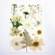 thumbnail image 3 of Paquete de Flores Prensadas Secas Soledad para Manualidades, 3 of 7