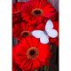 thumbnail image 1 of Diamond Painting (DB5161) 5D Square Mum Butterfly Picture of Rhinestone 50x70cm FLhrweasw Nuevo, 1 of 1