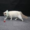 thumbnail image 2 of Cônes de Chien Ajustables Doux Elizabeth Cercle Confortables après Chirurgie Protecteur Imperméable (Petit, Vert), 2 of 5