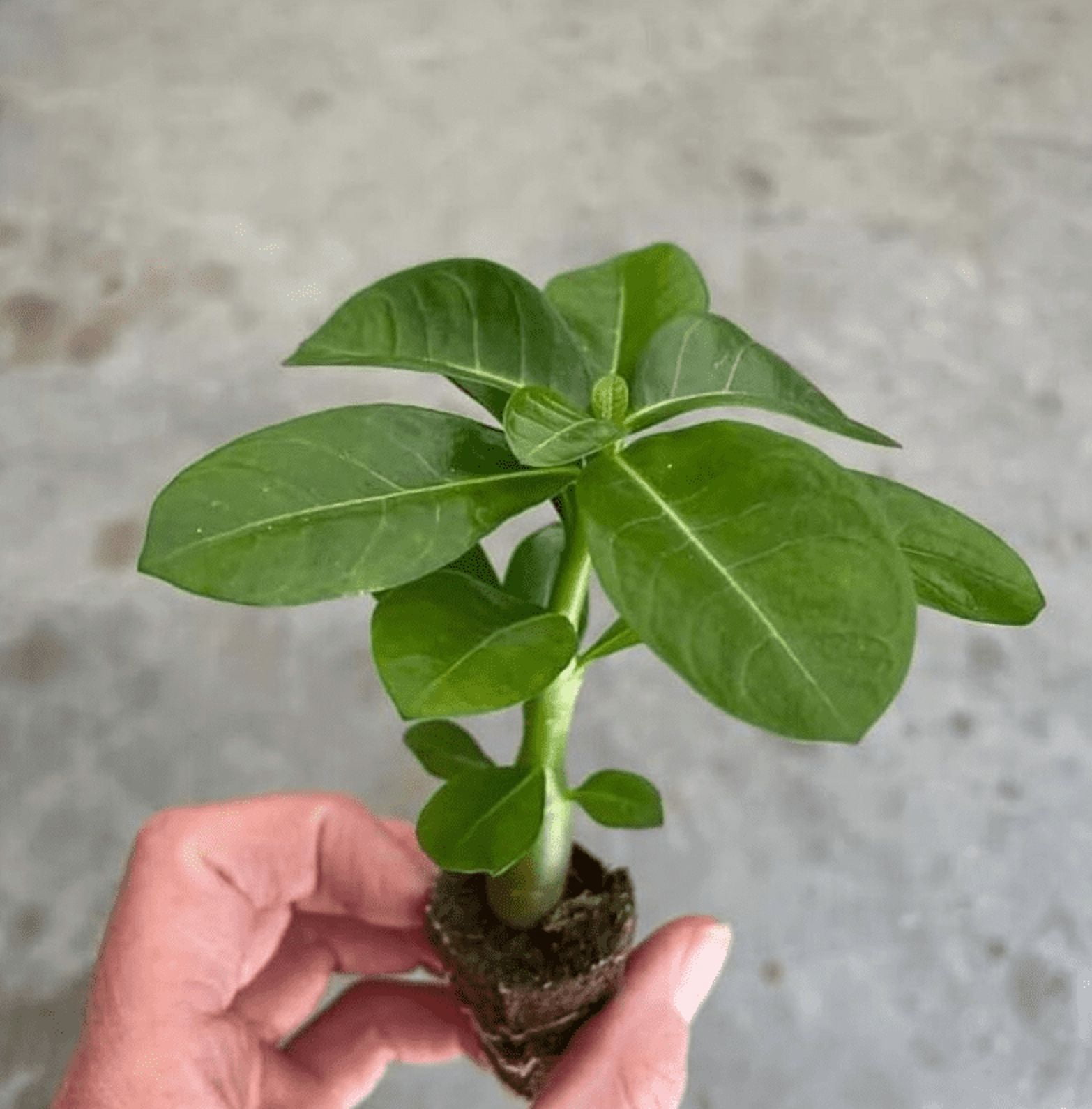 Red Desert Rose Live Plant, Adenium Succulent Starter for Indoor Outdoor Growing, 4–6 Inch Tall