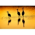thumbnail image 2 of Jones, Adam 18x13 White Modern Wood Framed Museum Art Print Titled - Sandhill cranes silhouetted at sunset Bosque del Apache National Wildlife Refuge-New Mexico, 2 of 4
