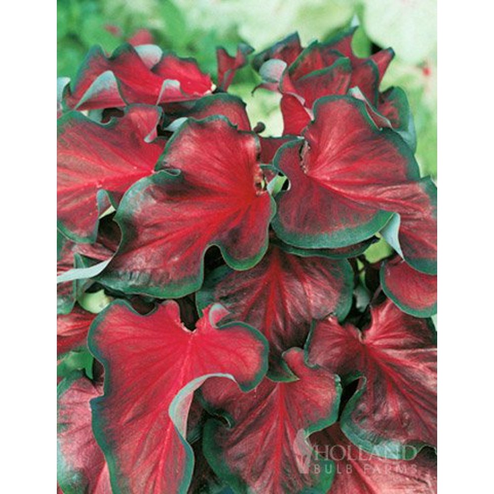 Red Ruffles Caladium
