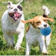 thumbnail image 4 of Agiferg 1Pcs Solid Rubber Ball Pet Dog Toy Training Chew Play Fetch Bite Toys, 4 of 4
