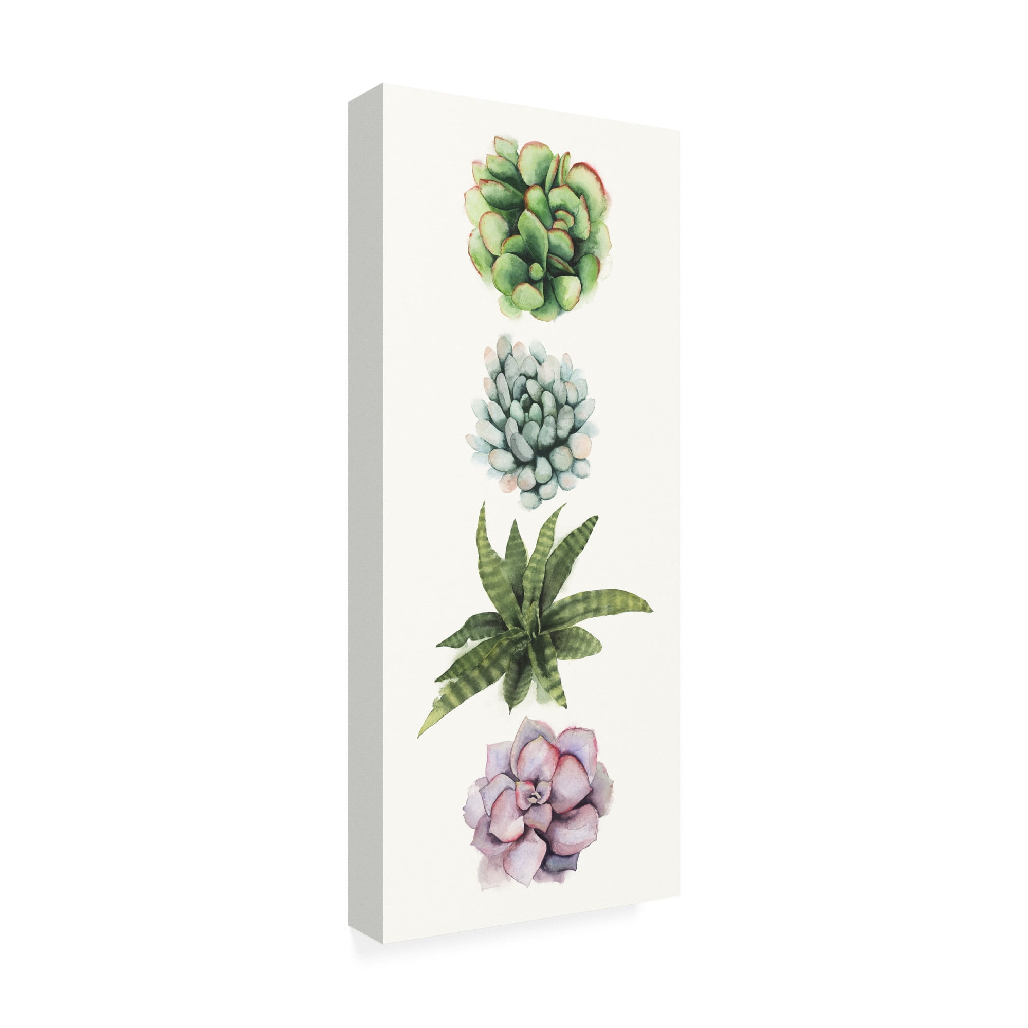 Trademark Fine Art 'Row of Succulents II' Canvas Art by Grace Popp