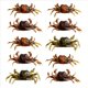 thumbnail image 2 of 20 Piezas de Cebos de Cangrejo Artificiales, SeñUelos de Cangrejo de SimulacióN 3D con Anzuelos Afilados, Trampas de Cebo de Cangrejo para Pesca en el Mar, Accesorios de Pesca, 2 of 5