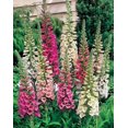 thumbnail image 2 of GSDWIUEW 100 Seeds Foxglove Mix Seeds Perennial Flowers for Planting (36), 2 of 7