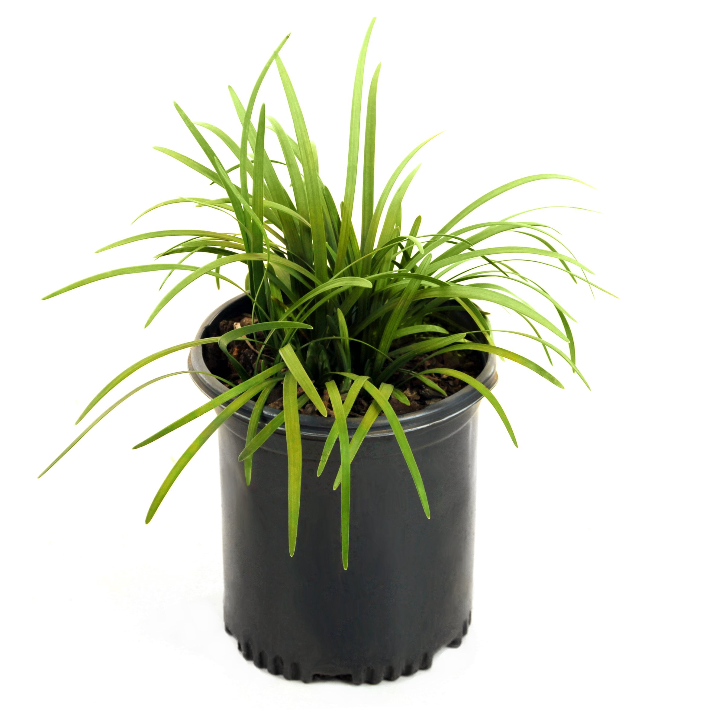 1 gal Dwarf Mondo Live Grass