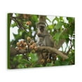 thumbnail image 2 of Vervet Hunting Vervet on Hunt Print Animal Wall Art Wildlife Canvas Prints Wall Art Ready to Hang Unframed, 2 of 18