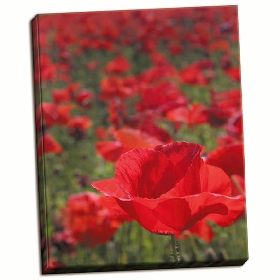 Gango Home Decor Poppy Field I by Scott Larson (Ready to Hang); One 22x28in Hand-Stretched Canvas