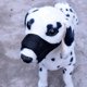thumbnail image 1 of Bozal BRILLAR de nailon para perros pequeños Y medianos 17-21 cm, 1 of 4