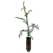 Japanese Cedar | Medium Tree Seedling | YeSayH