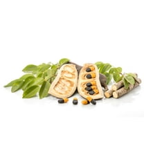 10 Makha Tree Seeds for Planting - Afzelia xylocarpa, Highly Valued Wood for Lumber