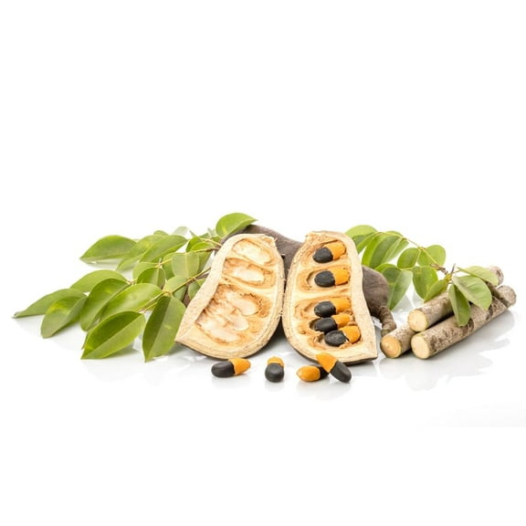 10 Makha Tree Seeds for Planting - Afzelia xylocarpa, Highly Valued Wood for Lumber