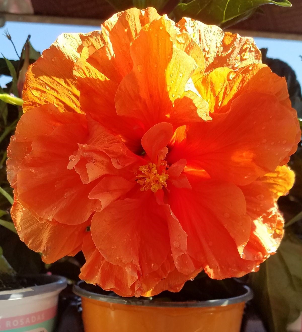 Island Blooms Live Indoor 14in. Tall Hibiscus Plant in 5in. Grower's