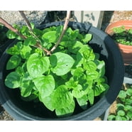 1500 Seven Top Turnip Seeds - Brassica Rapa For Leaf Greens & Sprouts, Grown In USA 5 thumbnail image