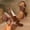 Brown, variant on Women's Roman Style Platform Sandals, Adjustable Single Buckle Strap, Waterproof Thick Sole Chunky High Heel Open Toe Summer Shoes Brown 39