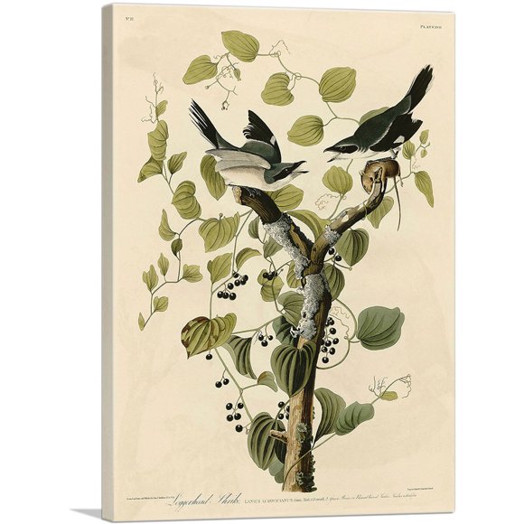 ARTCANVAS Impression sur Toile Shrike Loggerhead par John James Audubon - Taille : 40 Pouces x 26 Pouces (0.75 Pouces de Profondeur)