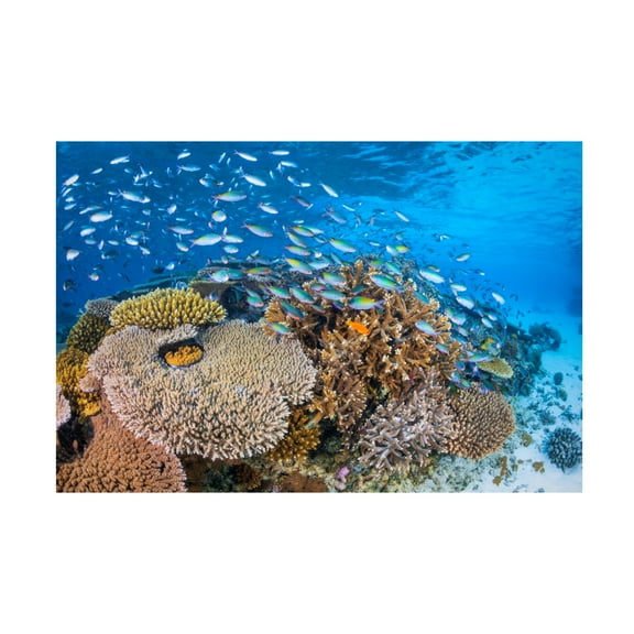 Trademark Fine Art Barathieu Gabriel  Maji Islet Reef Canvas Wall Art