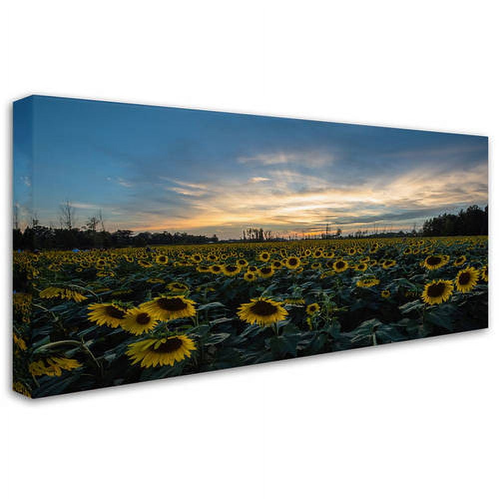 Trademark Fine Art "Sunset Sunflowers" Canvas Art by Kurt Shaffer