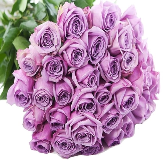 KaBloom :50 Purple Roses, Next-Day Delivery, Gift for Every Occasion.