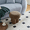 Brown + Broadcloth Pleat+1, variant on YANGXUN Mushroom Shaped Accent Stool 16.54 Round Brown Teddy Lamb Wool Seat Ottoman with Walnut Veneer PVC Barrel Base Multi-Purpose Footrest Shoe Changing Stool for Entryway Living Room