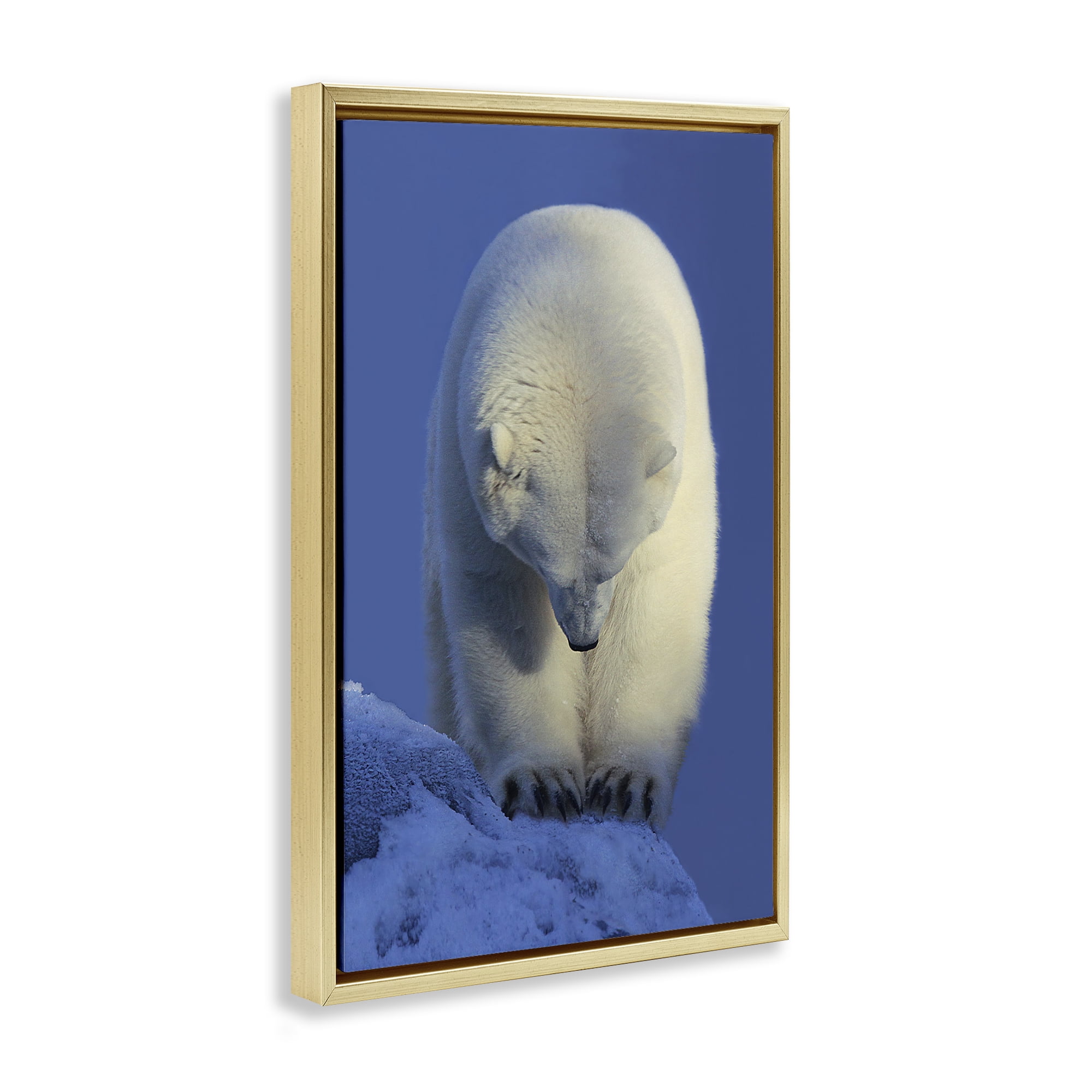 Stupell Industries Contemplation Polar Bear Animals Photography Gold Floater Framed Canvas Art Print Wall Art, 17 x 25