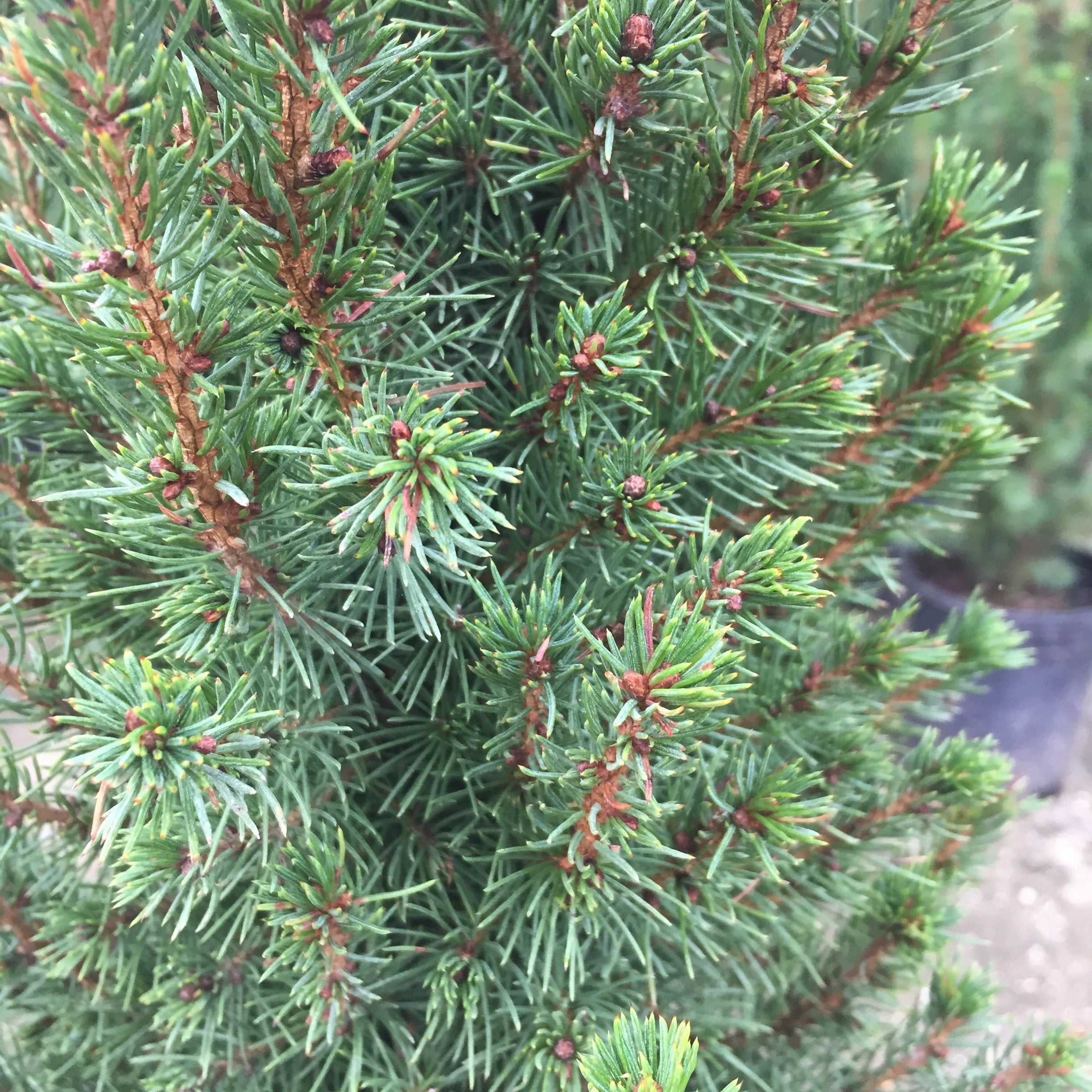 Expert Gardener Flowerwood Spruce Live Shrubs, Deer-Resistant