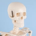thumbnail image 5 of Milue Anatomical Human Skeleton Model 1/2 Life Size for Hospital Medical Lecture Use, 5 of 10