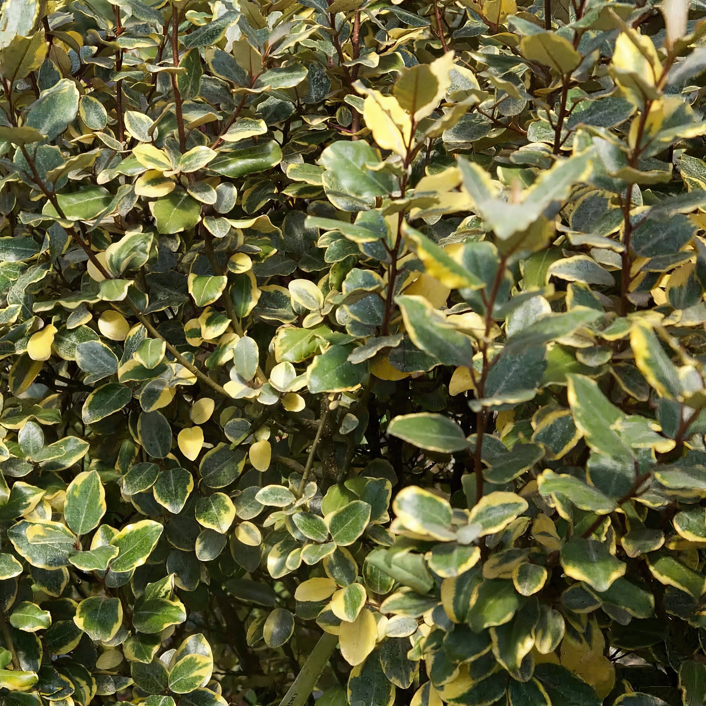 3 gal. Elaeagnus Olive Martini