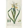 thumbnail image 2 of Georg Dionysius Ehret 12x18 Black Ornate Wood Framed Double Matted Museum Art Print Titled - Iris (1750-1773), 2 of 5