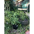 thumbnail image 5 of SMART POT 2 Gallon Fabric Grow Bag - Black, 5 of 5