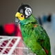 thumbnail image 3 of Wdftyju Gorra de casco de pájaro pequeño para mascotas, sombrero protector divertido con cabeza de pollo, accesorios para la cabeza Wdftyju  5ee6zv0vv4vx5qu7D04, 3 of 8