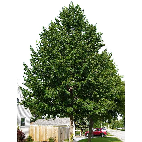Hybrid Poplar Tree Starts - 3 pack