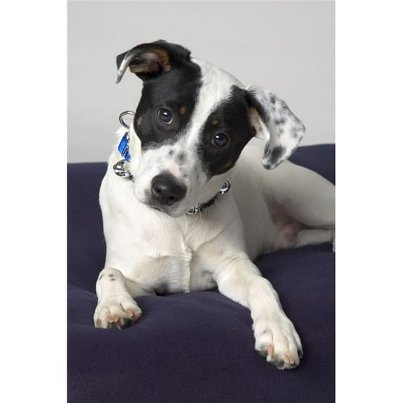 Small Black & White Dog Poster Print by Corey Hochachka - 11 x 17