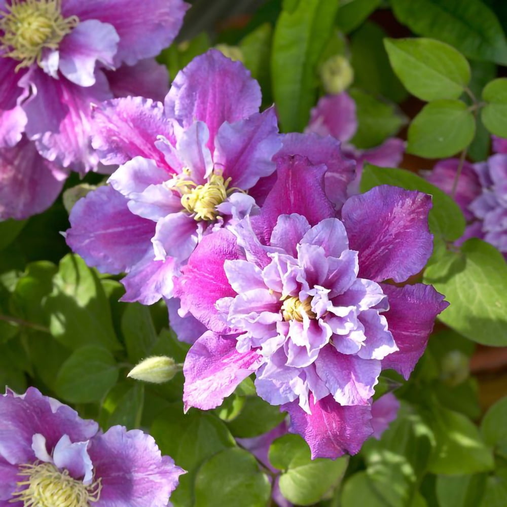 Piilu Clematis Vine - Heaviest Blooming Clematis - 2.5" Pot - Little Duckling