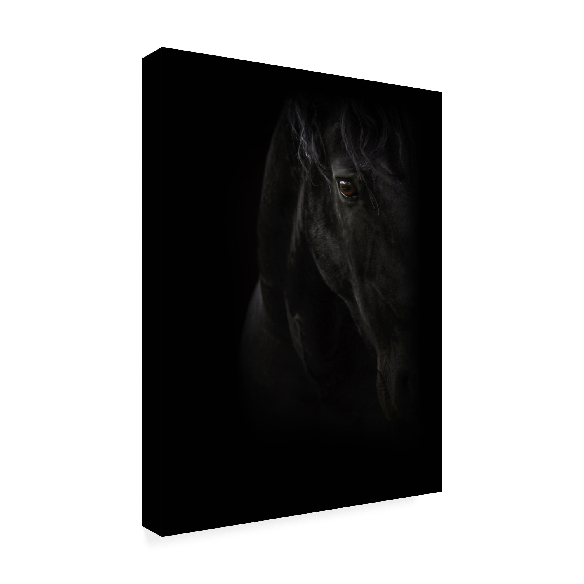 Trademark Fine Art 'Black Pearl' Canvas Art by PhotoINC Studio
