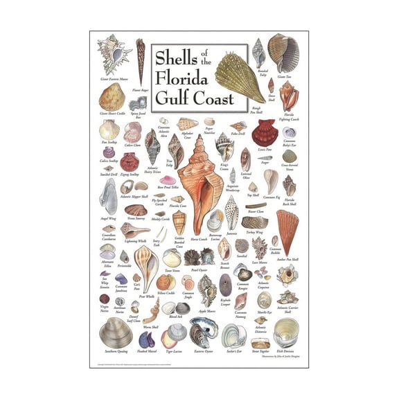 Nautical Coastal Decor: Framed Shells of Sanibel Captiva Island, Marine Biology Poster for Beach House Wall Art Gift