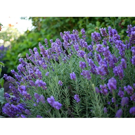 Phenomenal  Blue Lavender Herb - Inside/Out - Live Plant - Quart
