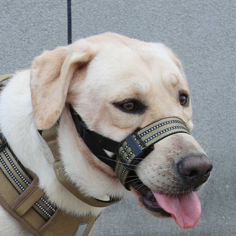 How do you put a muzzle on a dog discount