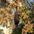 thumbnail image 5 of Realistic Hanging Dead Crow Decoy Lifesize Extra Black Feathered Crow, 5 of 5