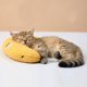 thumbnail image 5 of Almohada para el cuello para mascotas Colco Almohada de mascotas Amarillo, 5 of 8