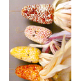 thumbnail image 5 of TomorrowSeeds - Rainbow Mix Strawberry Popcorn (Ornamental Corn) Seeds - 50+ Count - For 2026 Planting, 5 of 9